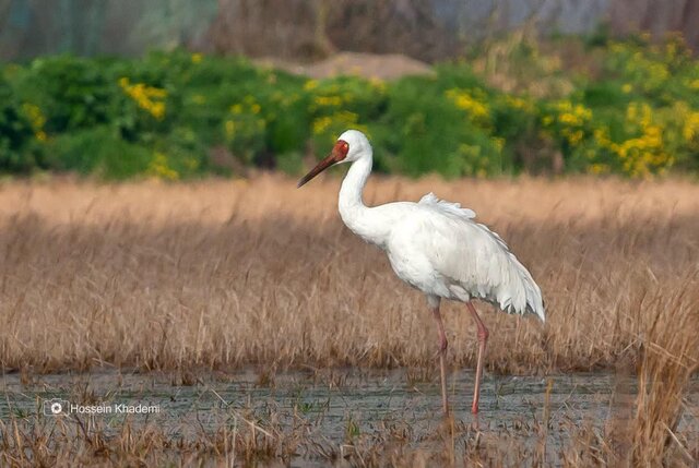 تک درنای سیبری به \"فریدونکنار\" آمد