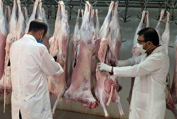 نظارت بر جلوگیری از ذبح دام آبستن تشدید شد