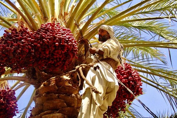 ماجرای صادرات 570 اصله نخل چه بود؟