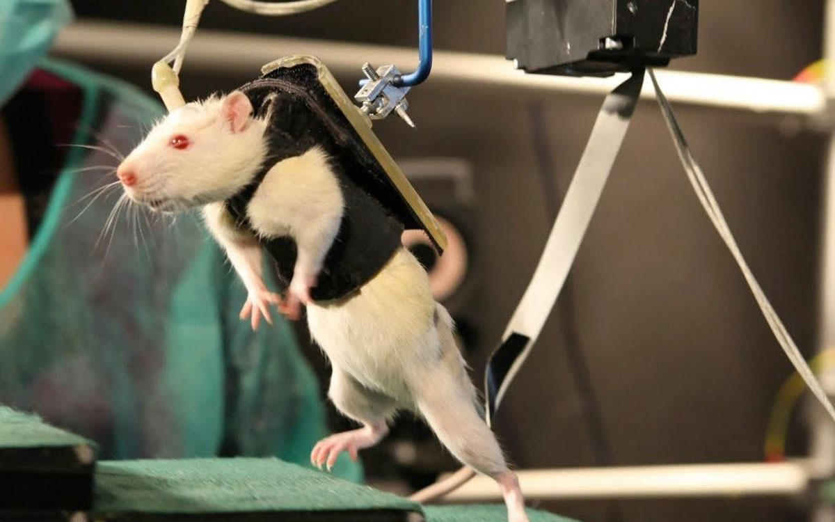 موفقیت دارویی جدید برای راه‌رفتن مجدد موش‌های فلج