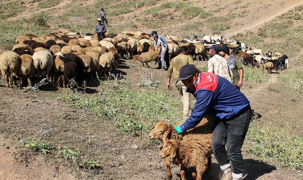 قیمت خرید حمایتی دام روستایی اعلام شد