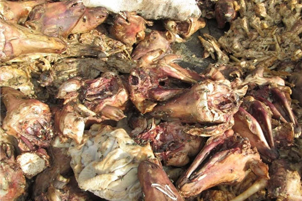 ماجرای 6 تن کله‌پاچه‌های فاسد در تهران چه بود؟