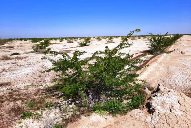 نخستین جلسه کارگروه ملی بیابا‌ن‌زدایی برگزار شد