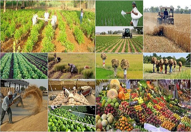 بودجه تحقیقات کشاورزی 50درصد افزایش یابد