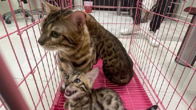 کشف محموله قاچاق حیات‌وحش توسط اینترپل