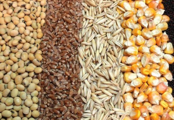 انتقاد فعالان صنعت مرغداری از نرخ آزاد خوراک مرغ‌ها