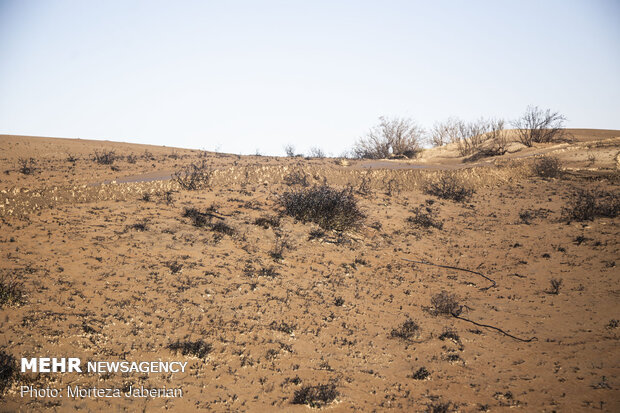 مهار شن ریزه های دشت هامون با مالچ پاشی زیستی