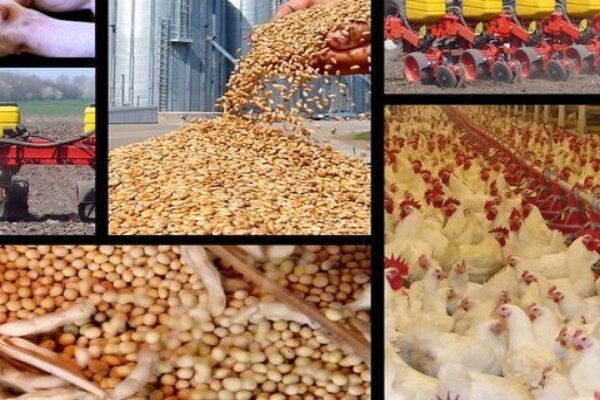 حذف ارز ۴۲۰۰ تومانی همچنان روی میز